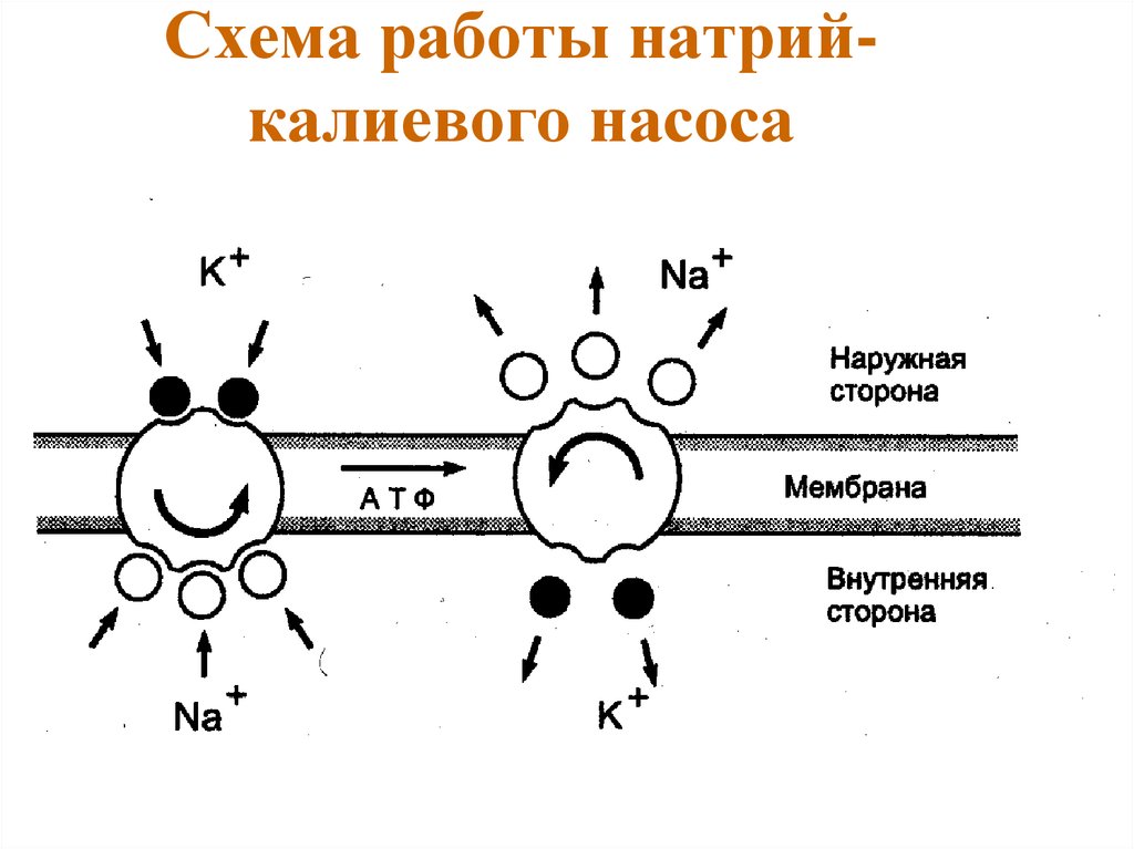 Калий натриевый насос схема