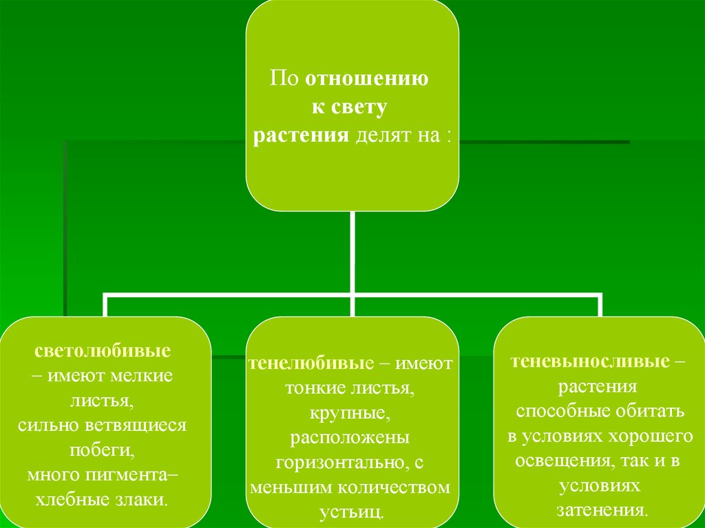 Отношение к свету. Растения по отношению к свету делятся. Отношение растений к свету таблица. По отношению к свету растения делятся на следующие группы. По отношению к интенсивности освещения растения делятся на.