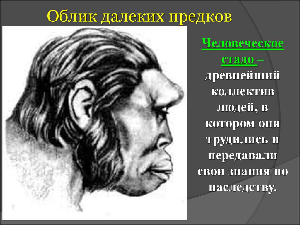 Как происходило формирование облика. Облик далеких предков. Человеческое стадо термин. Облик древних предков. Презентация человеческое стадо.