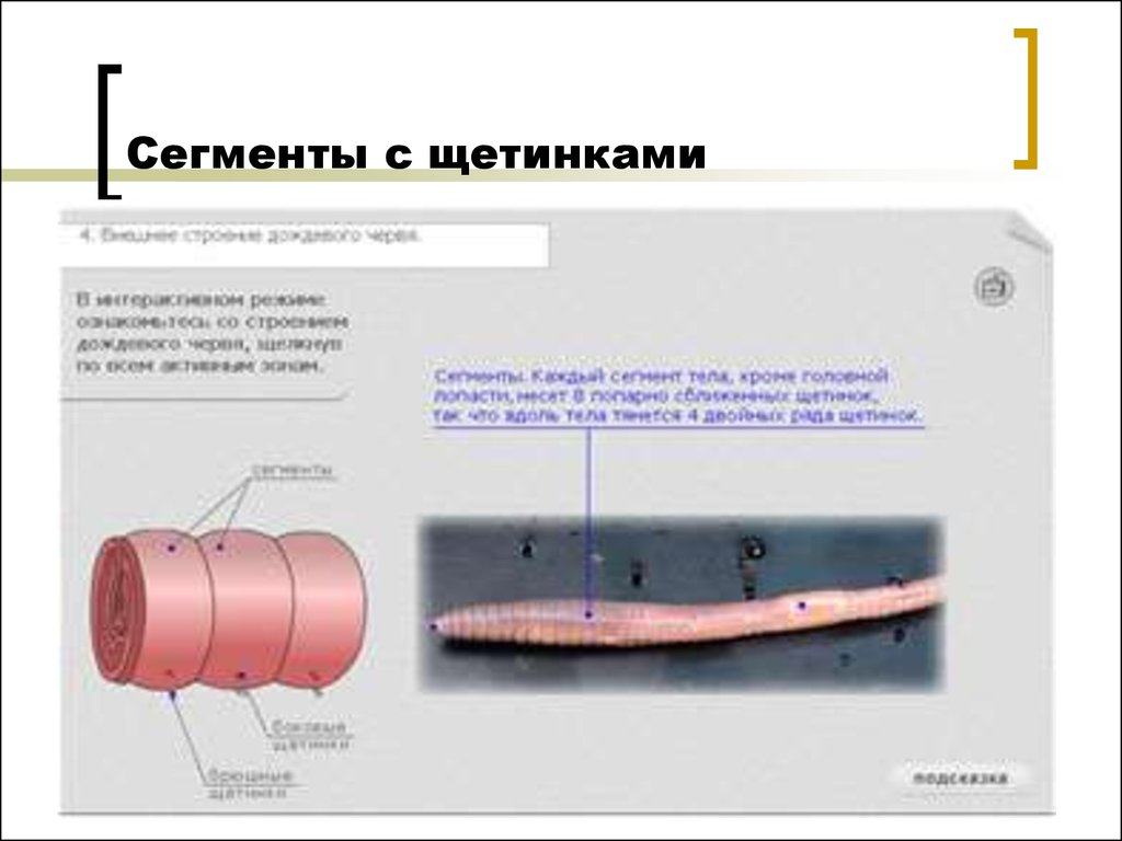 Сегмент дождевого червя. Дождевой червь строение поясок. Сегменты тела червя кольчатого. Сегменты дождевого червя. Дождевой червь строение щетинки.