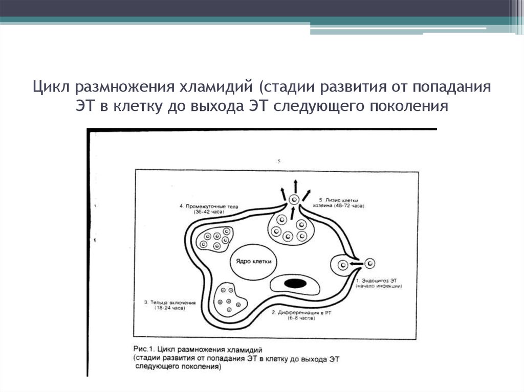 Жизненный цикл хламидий схема