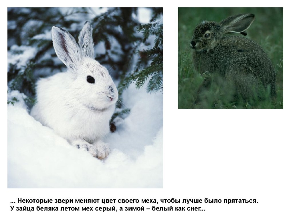 Изменение окраски зайца беляка. Заяц Беляк зимой и летом. Животные которые меняют шубку зимой. Животные меняющие окраску. Животные меняющие окраску зимой.