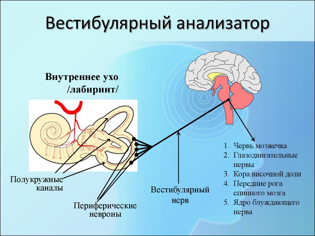 Слуховой центр коры мозга чувствительный