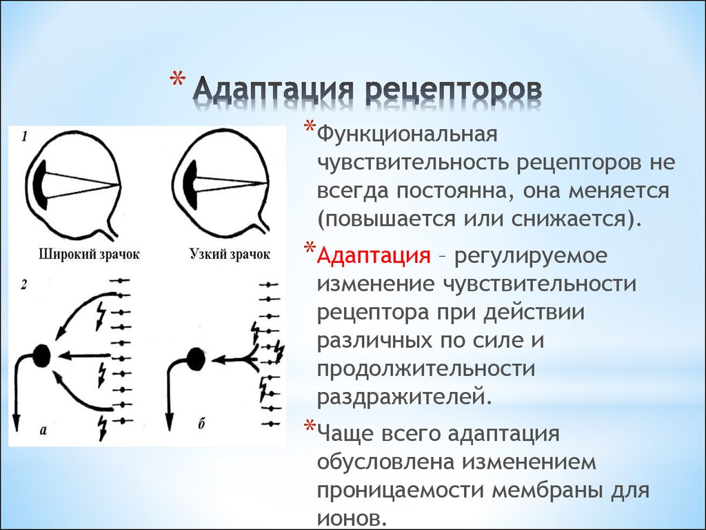 Функциональная характеристика органов чувств