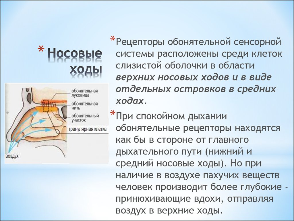 Носовые ходы. Средний носовой ход сообщения. Средний носовой ход расположен между. Нижний носовой ход формируется.