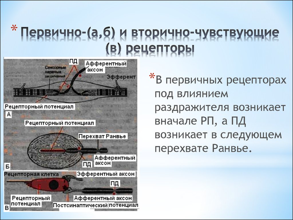 Ощущение рецепторы