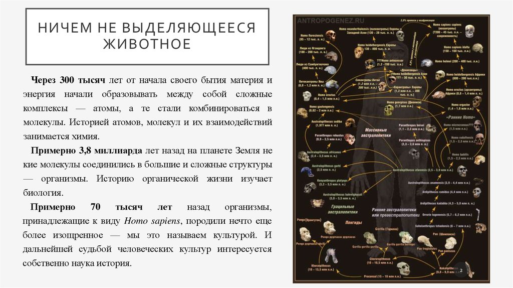 Ничем не выделяющееся животное