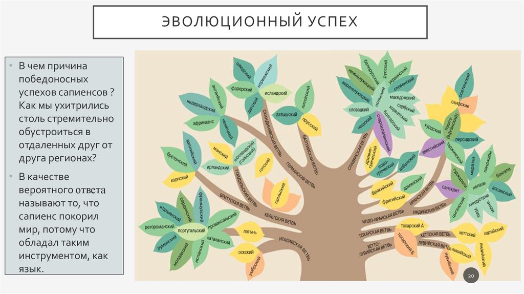 Эволюционный успех