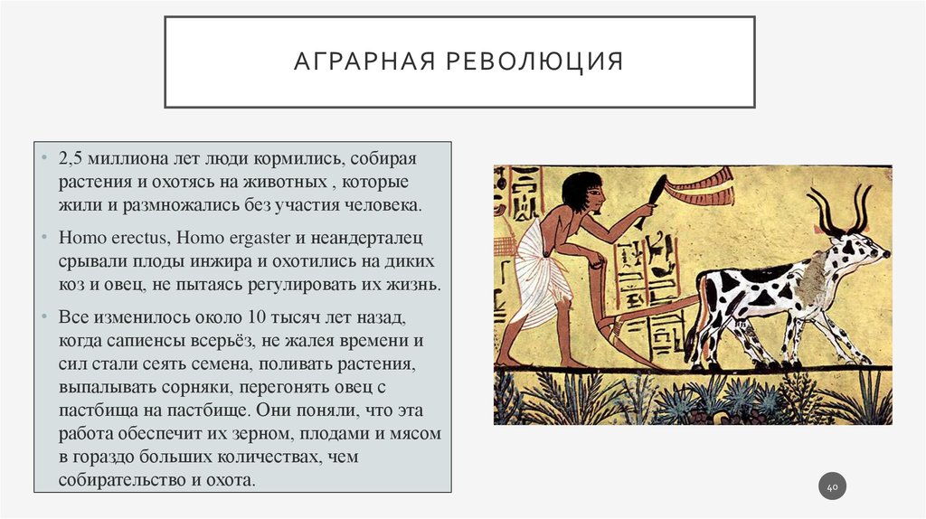 Аграрная революция. Аграрная революция homo sapiens. Аграрная революция год. Сельскохозяйственная революция биология 9 класс.