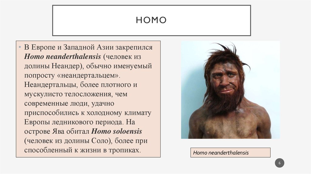 homo