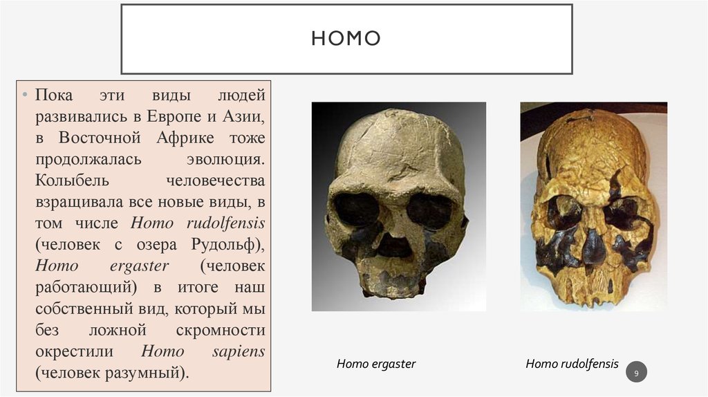 Homo