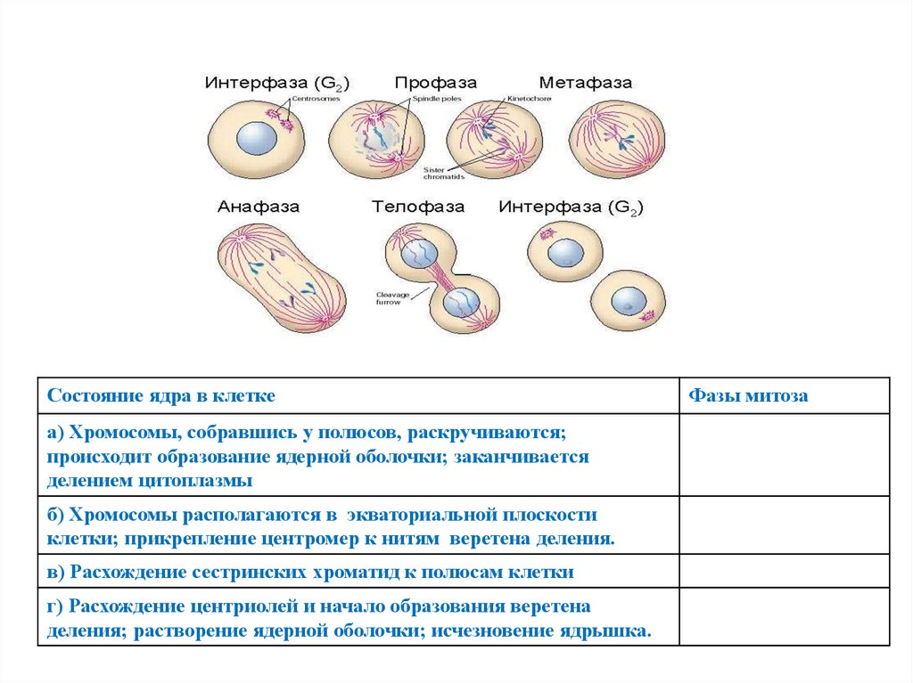 Митоз клеток крови. Деление цитоплазмы митоз фаза. Деление цитоплазмы митоз. Митоз деление цитоплазмы клетки. При митозе деление цитоплазмы происходит в.