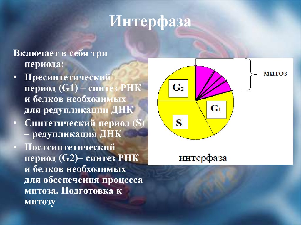 3 этапа интерфазы. Интерфаза пресинтетический. Пресинтетический период интерфазы g1. Три периода интерфазы. Периоды интерфазы митоза.