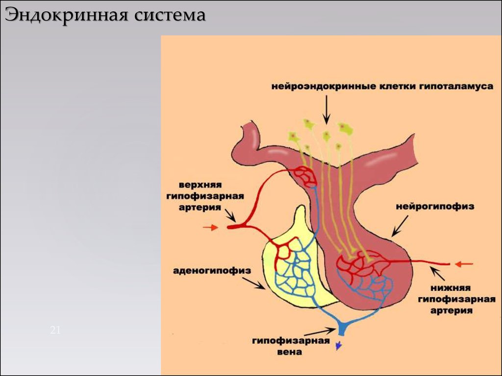 Гипофиз эндокринной