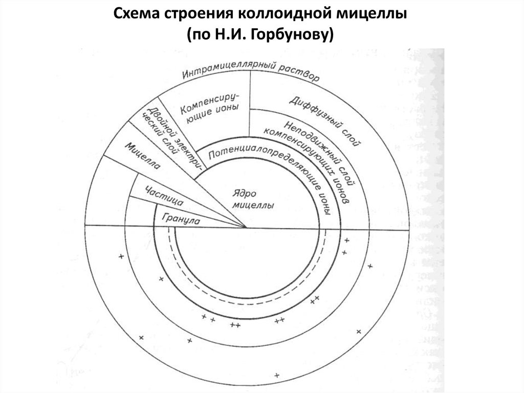 Схема строения коллоидной мицеллы (по Н.И. Горбунову)