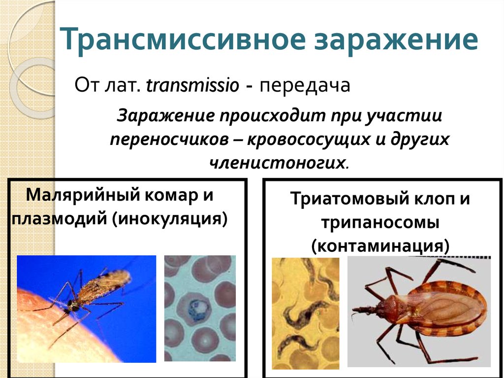 Заболевания вызванные насекомыми. Трансмиссивный метод передачи инфекции. Трансмиссивный путь передачи болезни. Трансмиссивные заболевания паразиты. Трансмиссивный путь инфекции.