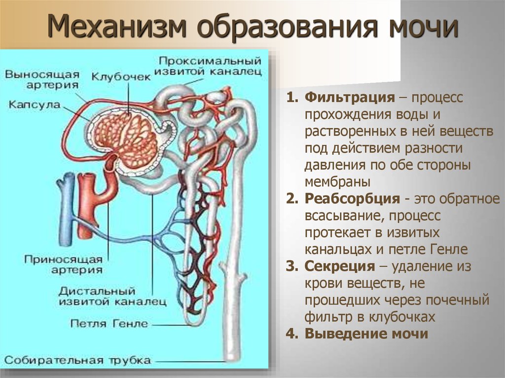 Схема механизма аккомодации анатомия