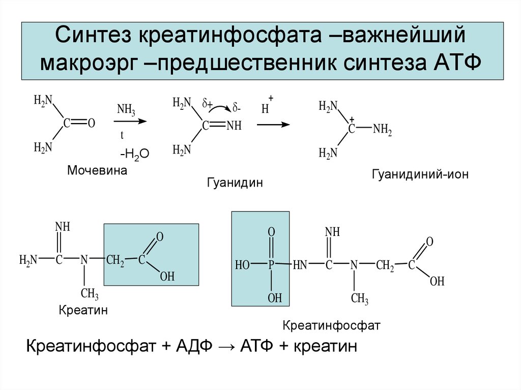 Синтез креатинфосфата –важнейший макроэрг –предшественник синтеза АТФ