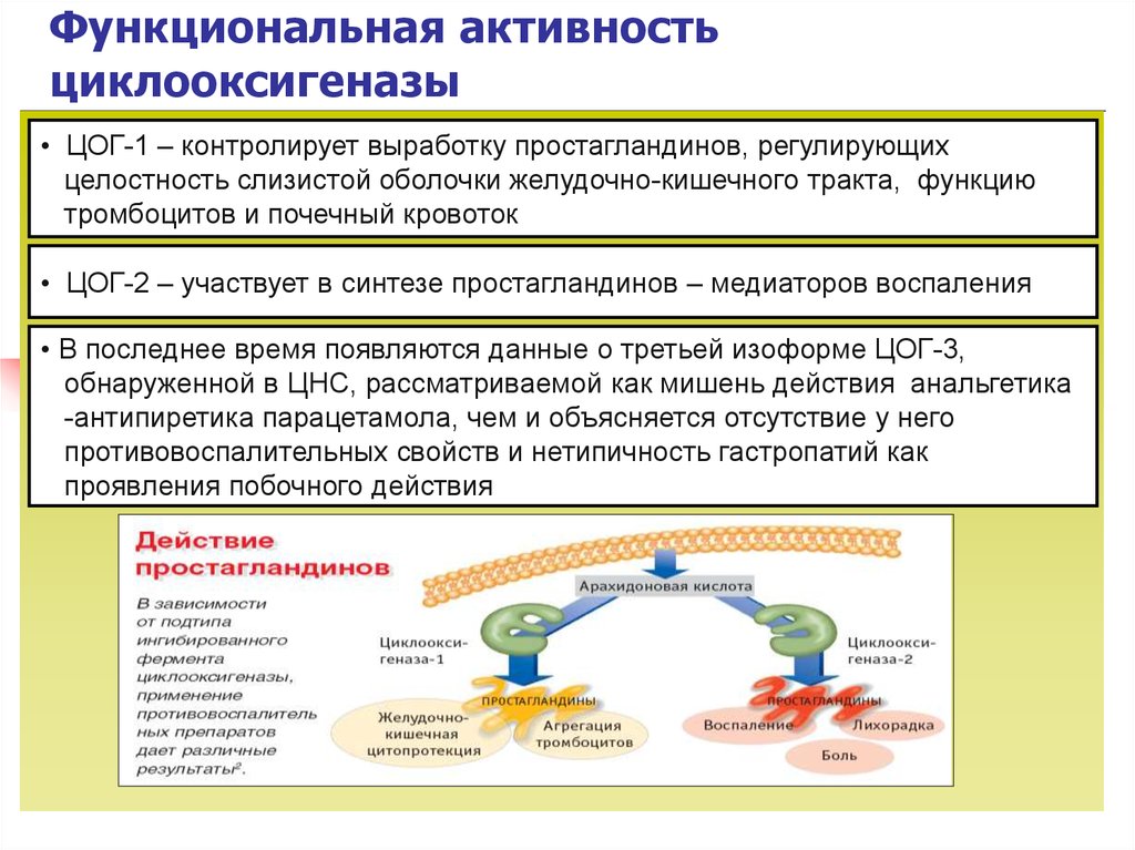 Функциональная активность. Циклооксигеназа. Циклооксигеназа Синтез. ЦОГ И Синтез простагландинов.