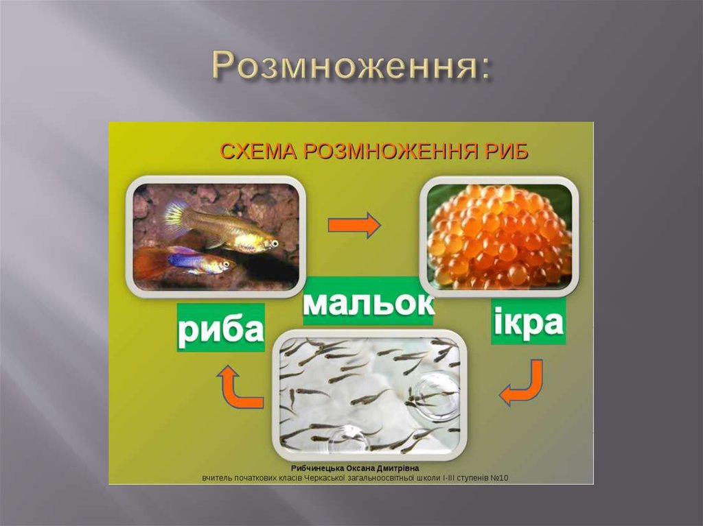 Розмноження: