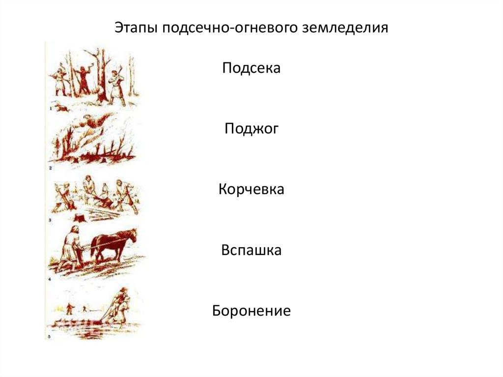 Огневое земледелие. Подсечно-огневая система земледелия это. Подсечно огневой Тип земледелия. Этапы подсечно огневого земледелия. Подсечно-огневое земледелие схема.