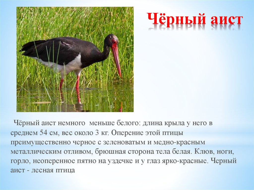 Красная книга омской области животные и растения фото и описание