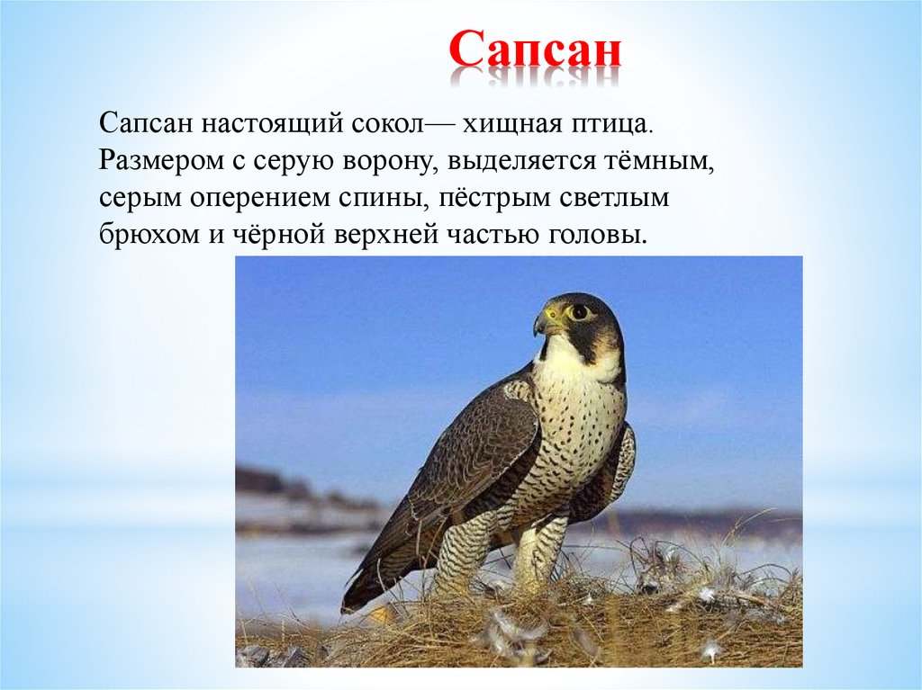 Стихи про сокола. Сапсан красная книга России. Сапсан красная книга Крыма. Сокол Сапсан в тундре. Сообщение про птицу Сокол Сапсан.