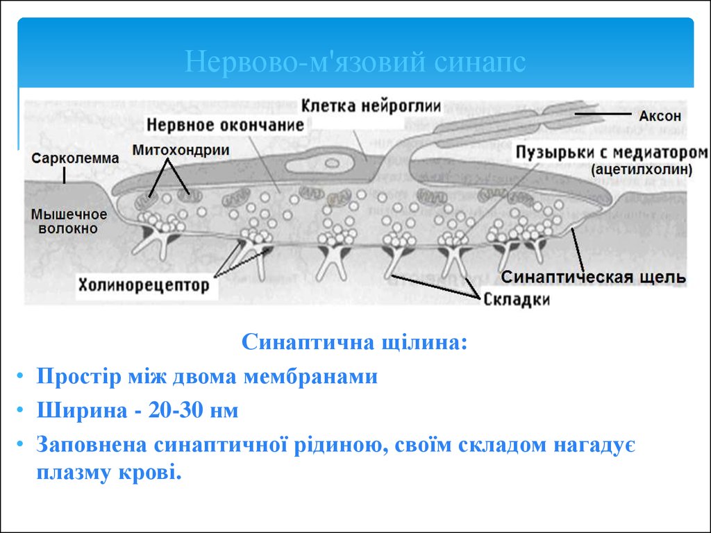 Везикулы с нейромедиаторами