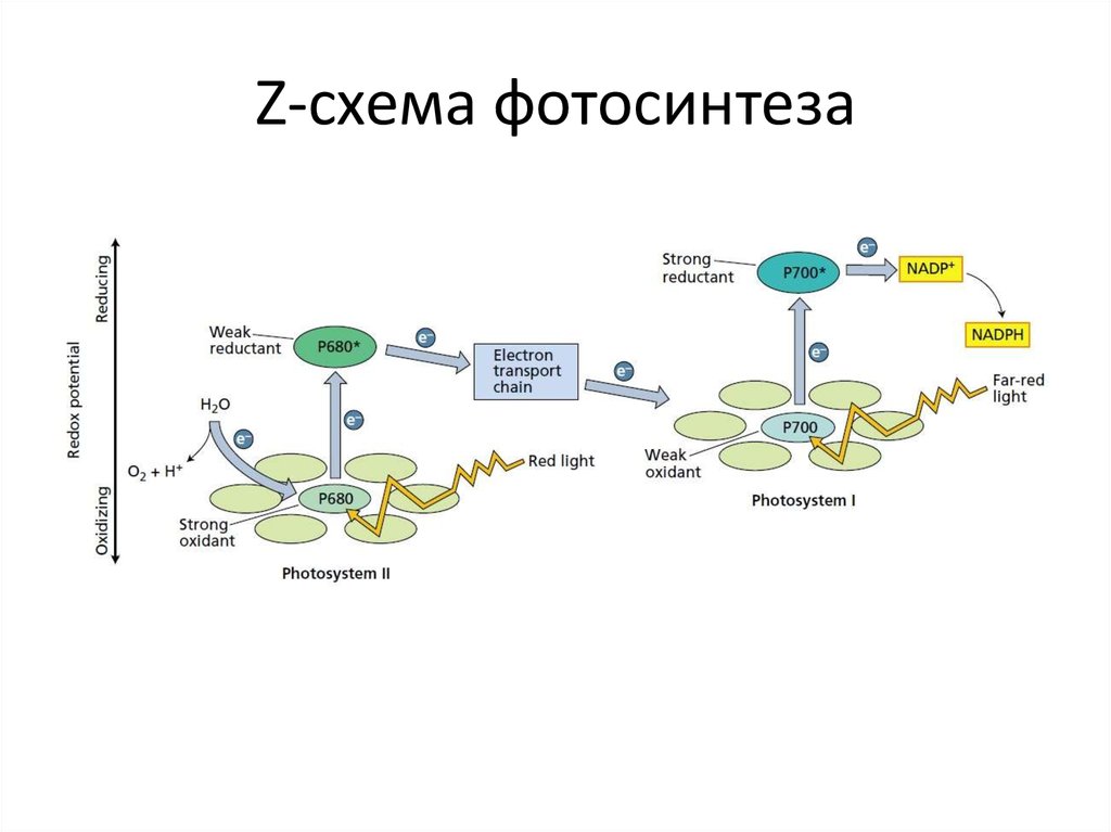 Составьте схему фотосинтеза. Схема процесса фотосинтеза 10 класс. Схема демонстрирующая процесс фотосинтеза. Схема протекания фотосинтеза. Блок схема процесса фотосинтеза.