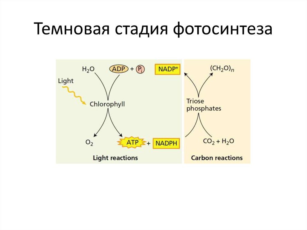 Темновая стадия. Темновая фаза фотосинтеза схема. Механизм Темновой стадии фотосинтеза. Механизм реакции фотосинтеза. Схема Темновой фазы.