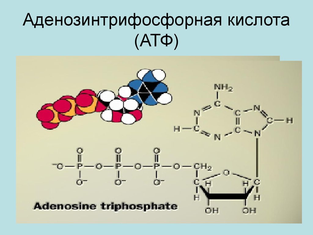 Выработка атф. АТФ аденозинтрифосфорная кислота. Аденозинтрифосфорная кислота строение и функции. Аденозинтрифосфорная кислота строение. Аденазин три фосфорная кислота.