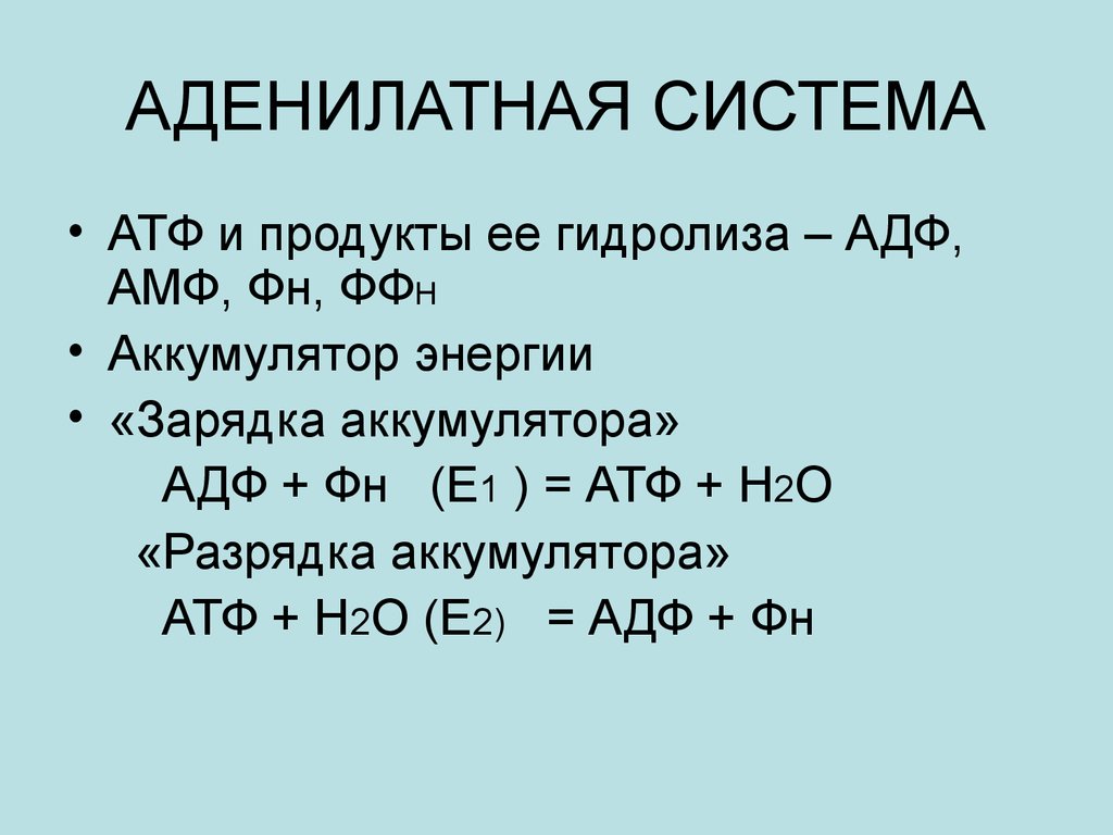 Гидролиз атф. Аденилатная система. АДФ ФН АТФ. АДФ + ФН = АТФ + н2о.