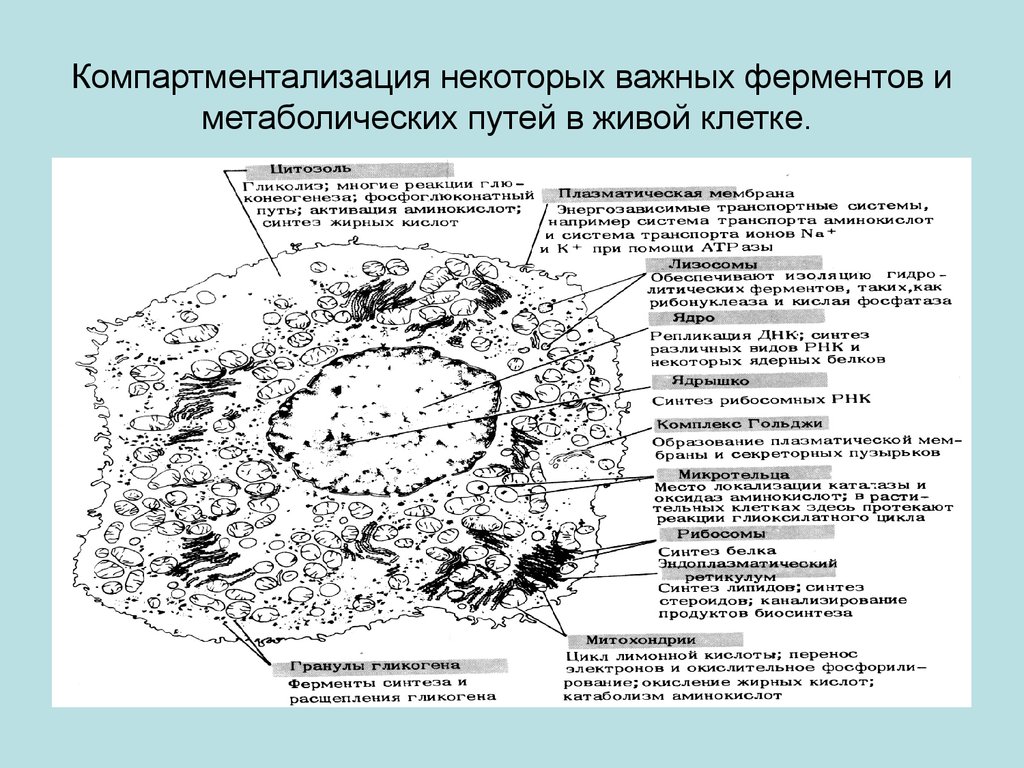 Состав клетки фермент клетки