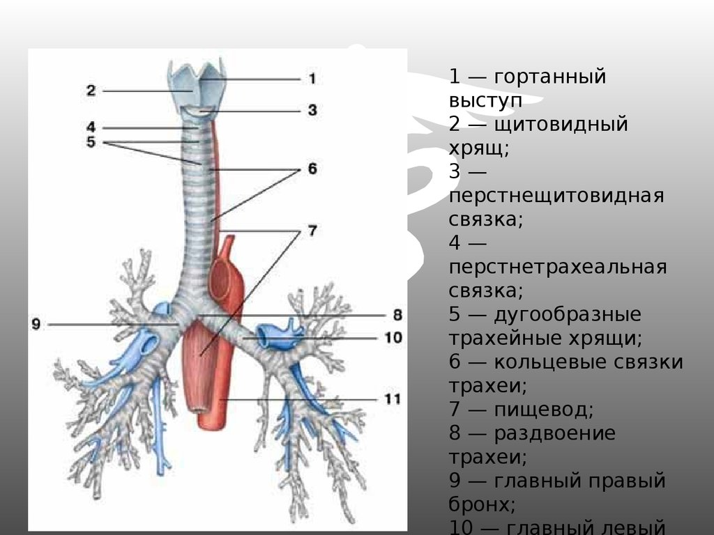 Бронхи хрящевые. Топография трахеи. Гортань, трахея, бронхи - строение и функции. Дыхательная система строение трахея. Трахея анатомия строение.