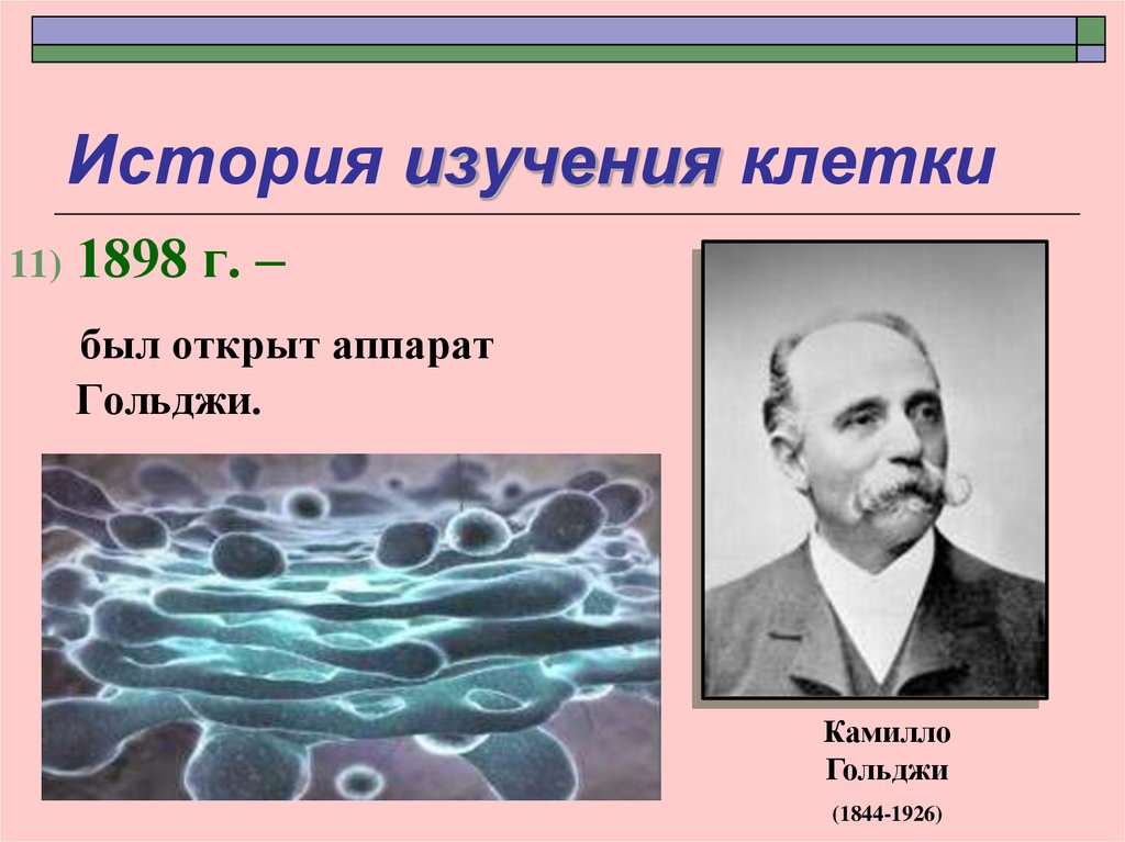 Изучение клетки клеточная теория. Гольджи Камилло (1844-1926). Гольджи вклад в биологию. Гольджи ученый открытия. История изучения клетки 1898.