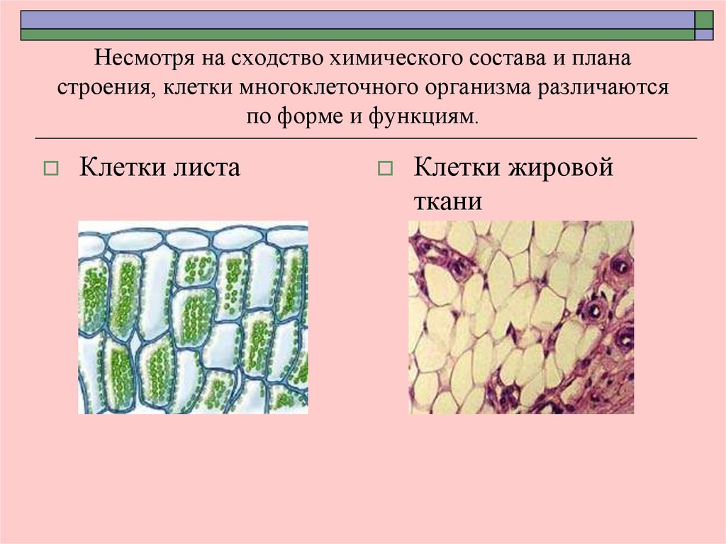 Три группы клеток. 2 Группы клеток многоклеточного организма ткани. Нарисовать две группы клеток многоклеточного организма ткани. Строение многоклеточных организмов. Строение клетки многоклеточного организма.