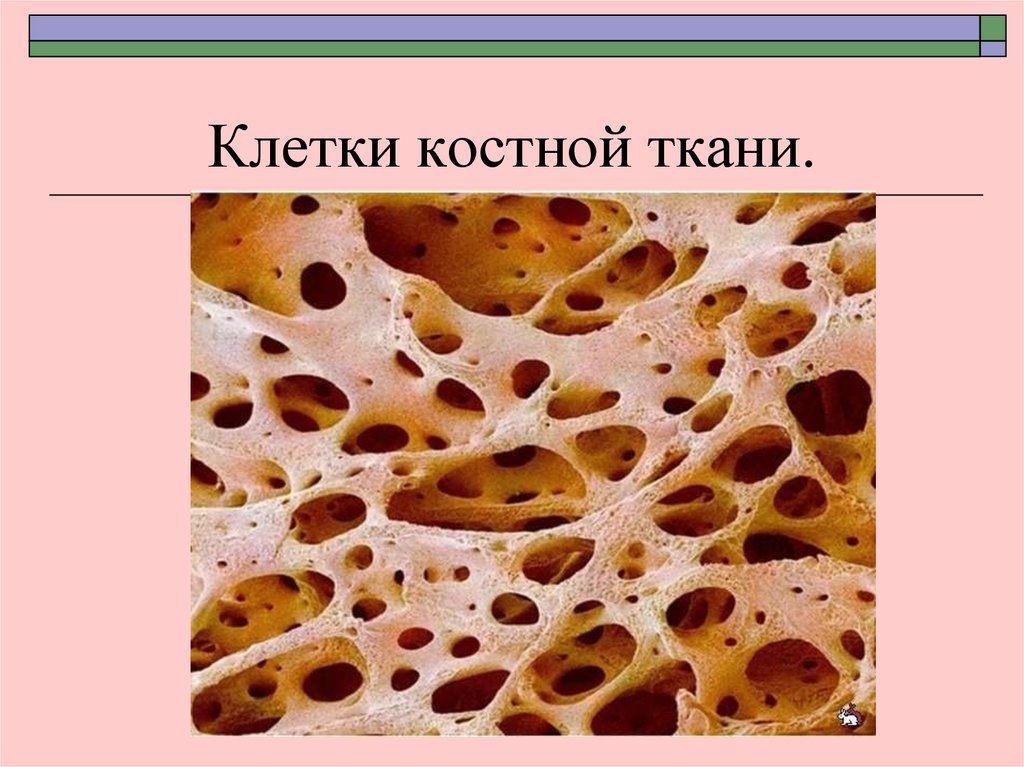 Клетка кости рисунок. Пластинчатая губчатая костная ткань. Губчатое вещество пластинчатой костной ткани. Костная ткань клетки костной ткани. Костные клетки в костной ткани.