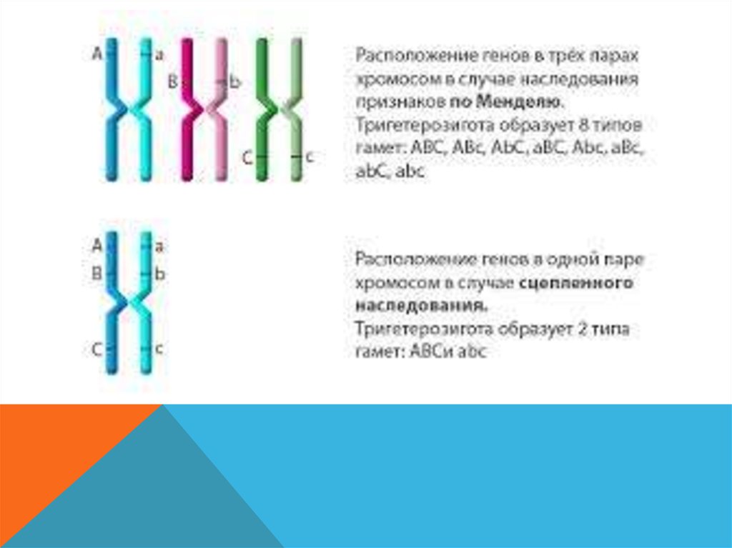 23 хромосомы у человека в клетках. Как расположен ген в хромосоме. Схема расположения сцепленных генов. Схема расположения генов в хромосоме. Расположение Гена в хромосоме.