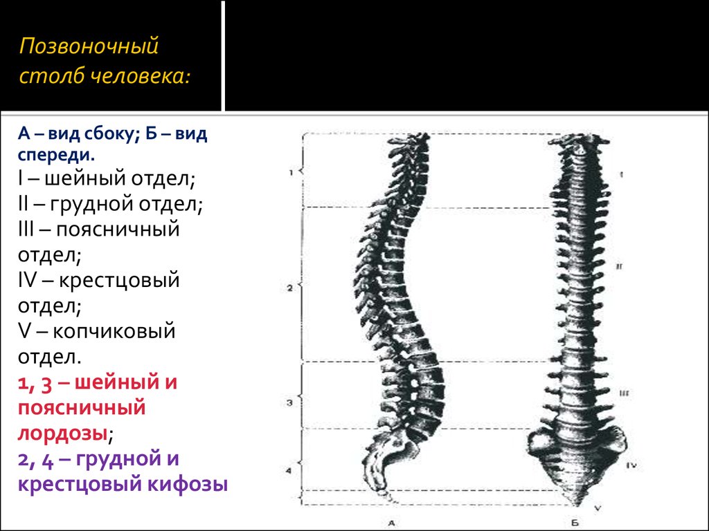 Позвоночный столб. Позвоночный столб вид спереди и сбоку. Строение позвоночника вид сбоку. Позвоночный столб схема сбоку сзади. Позвоночный столб вид спереди сзади сбоку.