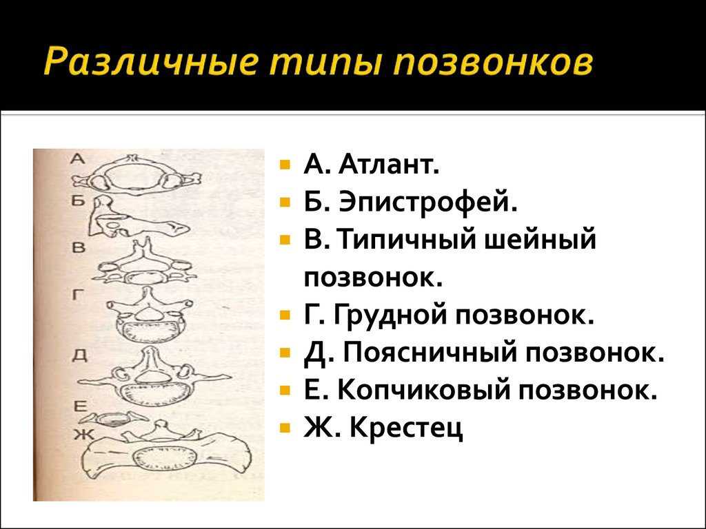 Типы позвонков. Амфицельные процельные опистоцельные позвонки. Типы позвонков амфицельные процельные. Процельный Тип позвонков.