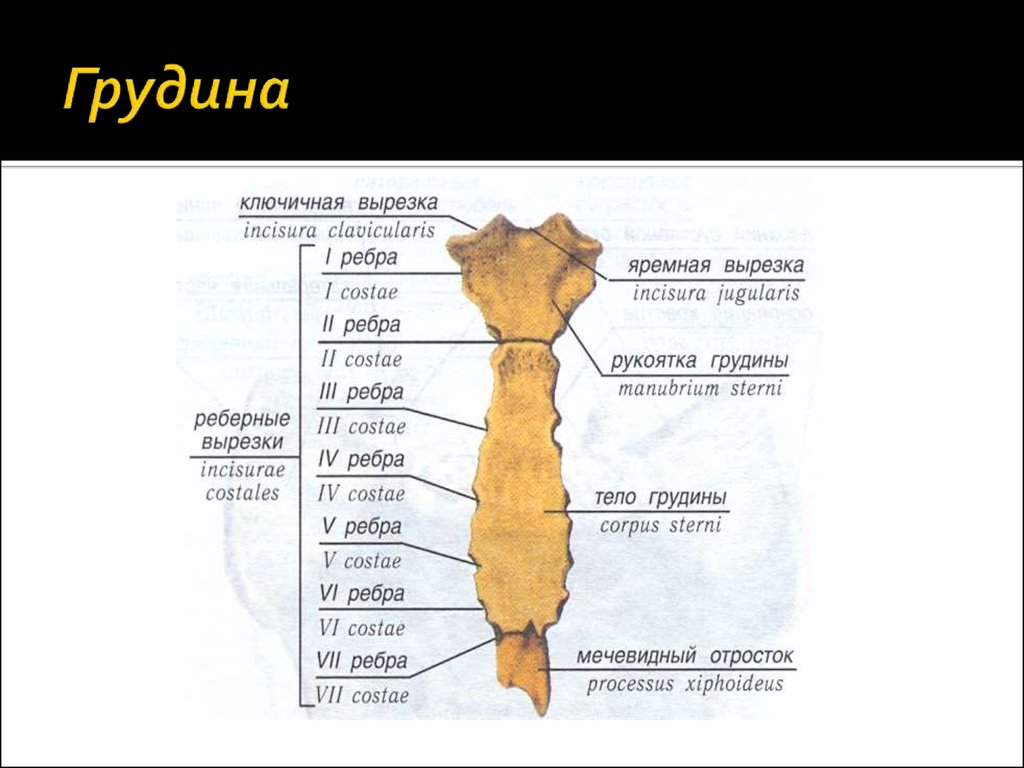 Грудная кость. Грудина анатомия латынь. Грудина строение на латинском. Строение грудины анатомия латынь. Грудина sternum.