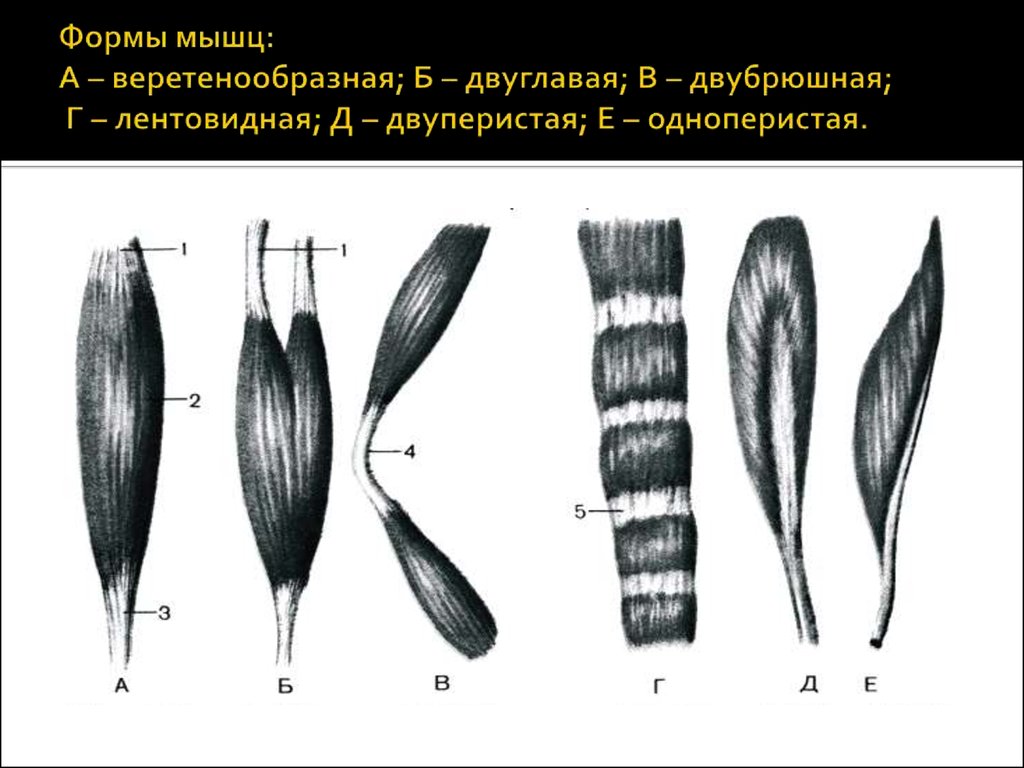 Формы мышц. Мышцы веретенообразной формы. Веретенообразная мышца. Зарисовать различные формы мышц..