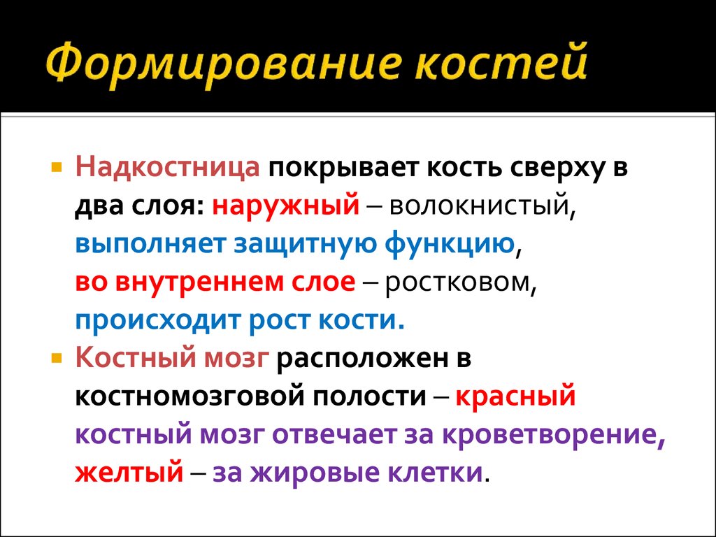 Формирование костей. Развитие костей. Этапы развития кости. Стадии развития костей.