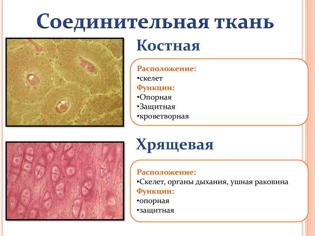 Какие органы входят в соединительную ткань. Кроветворная ткань соединительная ткань. Эпителий соединительная ткань. Функции соединительной ткани. Расположение костной соединительной ткани.