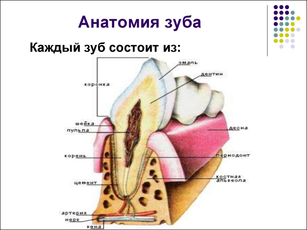 Анатомо физиологическое строение зуба. Строение зуба. Зубы анатомия. Анатомические структуры зуба. Из чего состоит зуб человека.