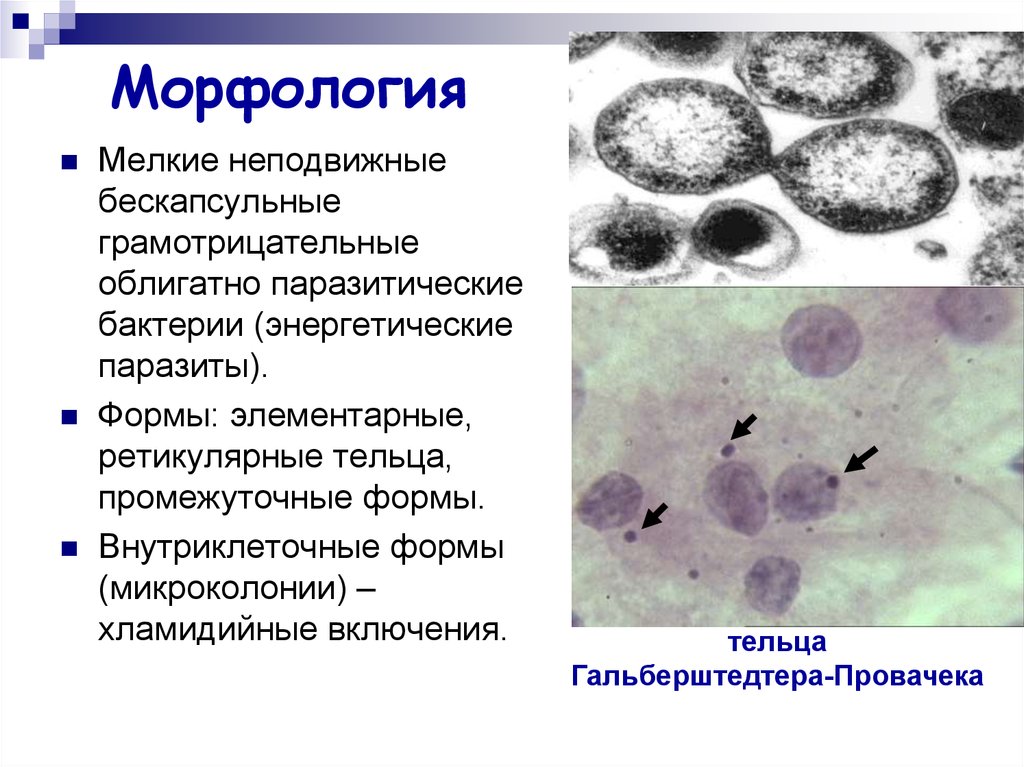 Хламидии трихомонады микоплазма