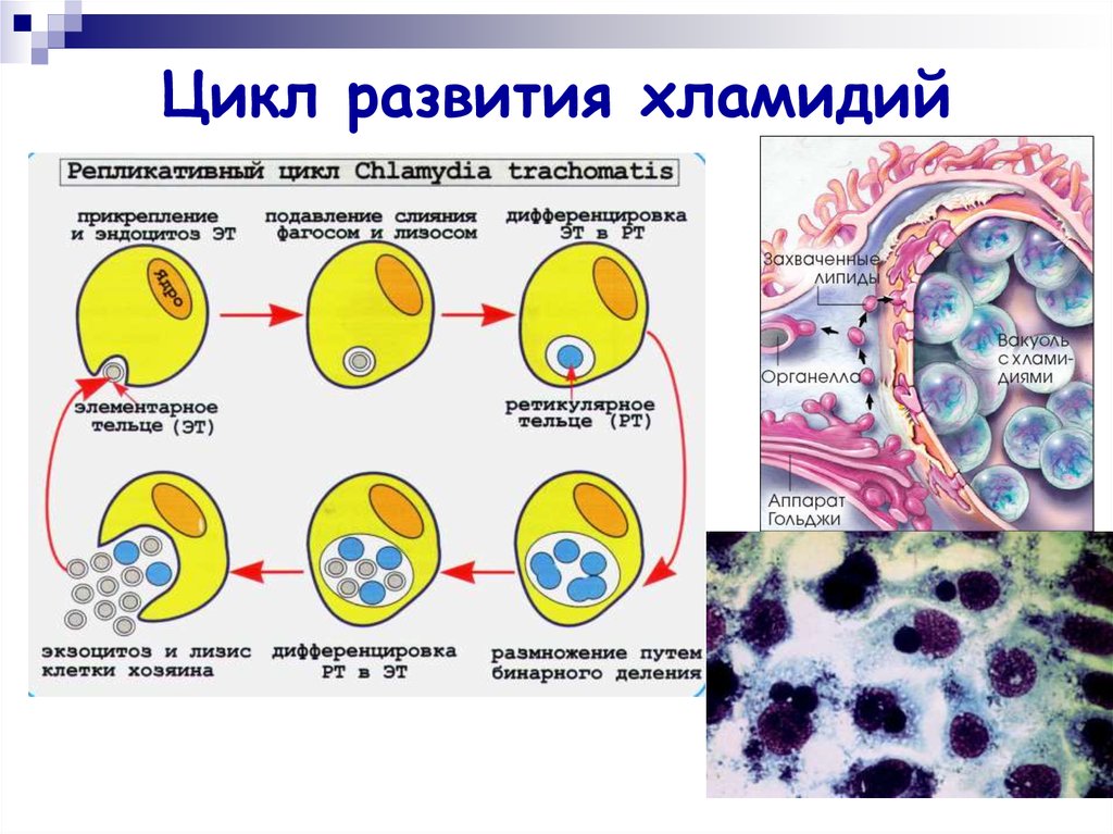 Элементарное тельце хламидий. Стадии цикла развития хламидий. Схема жизненного цикла хламидии. Cхема репродуктивного цикла хламидий. Хламидии урогенитального хламидиоза.