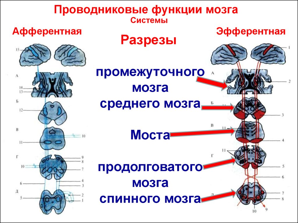 Проводниковая функция мозга