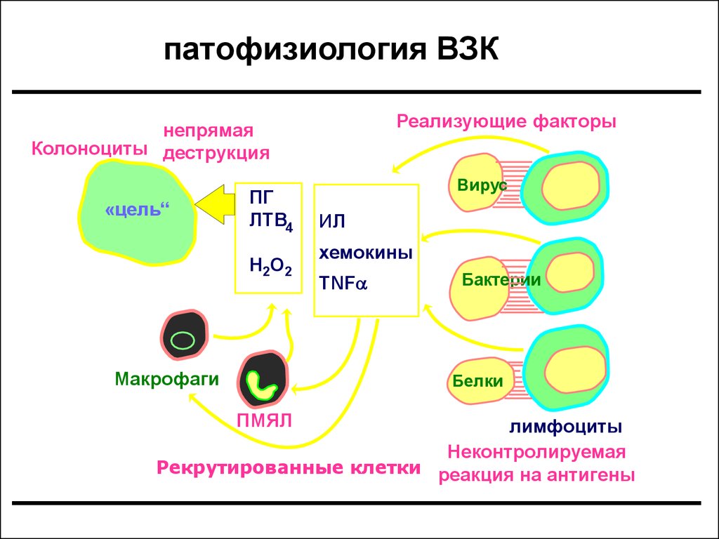 Осуществлять фактор. Патофизиология язвенного колита. Патогенез болезни крона и няк.