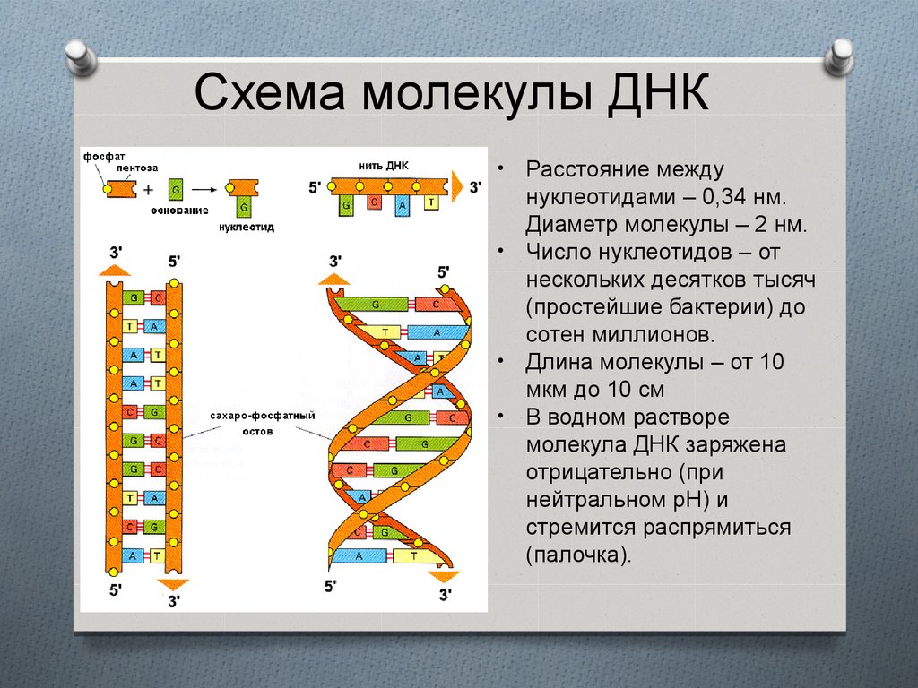 Число нуклеотидов в днк и рнк. Строение нити ДНК. Строение молекулы ДНК. Связи в молекуле ДНК. Типы связей в молекуле ДНК.